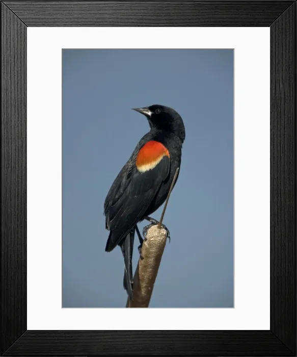 Framed Print : Red-winged Blackbird - Male -Abundant in marshes and fields-Occurs throughout U. S. and much of Canada and Mexico-Forms immense flocks in winter-Males establish territories in marshes in spring Framed Print : Red-winged Blackbird - Male -Abundant in marshes and fields-Occurs throughout U. S. and much of Canada and Mexico-Forms immense flocks in winter-Males establish territories in marshes in spring