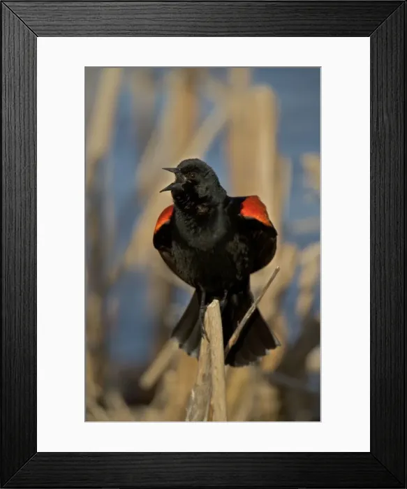 Framed Print : Red-winged Blackbird-Male-New York, USA - Male courtship display-Abundant in marshes and fields-Occurs throughout U. S. and much of Canada and Mexico-Forms immense flocks in winter-Males establish territories in marshes in spring Framed Print : Red-winged Blackbird-Male-New York, USA - Male courtship display-Abundant in marshes and fields-Occurs throughout U. S. and much of Canada and Mexico-Forms immense flocks in winter-Males establish territories in marshes in spring