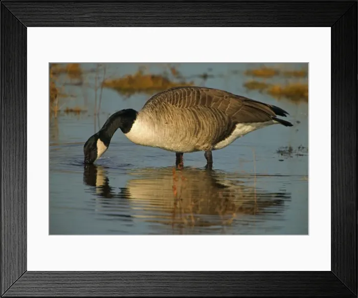 Framed Print : Canada Goose - Feeding. The most widespread goose in North America - Large waterfowl - Flocks travel in long strings in V formation announcing their approach by musical honking or barking - Range is Alaska-Canada and northern U. S Framed Print : Canada Goose - Feeding. The most widespread goose in North America - Large waterfowl - Flocks travel in long strings in V formation announcing their approach by musical honking or barking - Range is Alaska-Canada and northern U. S