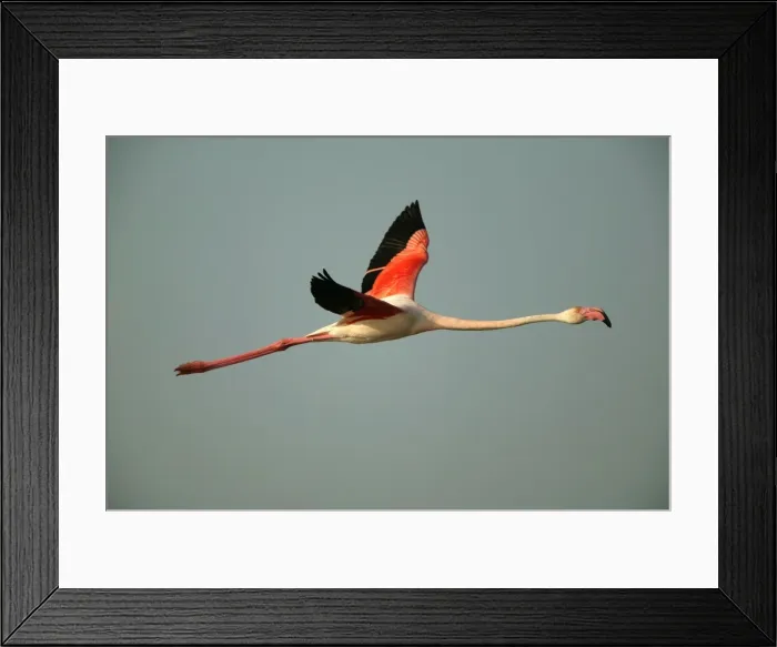 Framed Print : (c) John Cancalosi