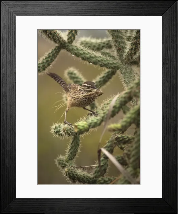 Framed Print : Cactus Wren - Gathering materials to build nest in Cholla cactus (Opuntia spp. )-Often nests in cactus to avoid predators-Builds globular nests with sticks and grass-Largest wren-Found in open-arid brushland or desert-Feeds on insects Framed Print : Cactus Wren - Gathering materials to build nest in Cholla cactus (Opuntia spp. )-Often nests in cactus to avoid predators-Builds globular nests with sticks and grass-Largest wren-Found in open-arid brushland or desert-Feeds on insects