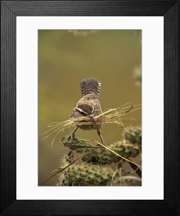 Framed Print : Cactus Wren - Gathering materials to build nest in Cholla cactus (Opuntia spp. )-Often nests in cactus to avoid predators-Builds globular nests with sticks and grass-Largest wren-Found in open-arid brushland or desert-Feeds on insects Framed Print : Cactus Wren - Gathering materials to build nest in Cholla cactus (Opuntia spp. )-Often nests in cactus to avoid predators-Builds globular nests with sticks and grass-Largest wren-Found in open-arid brushland or desert-Feeds on insects