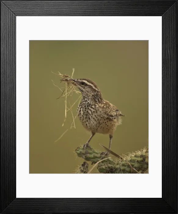 Framed Print : Cactus Wren - Gathering materials to build nest in Cholla cactus (Opuntia spp. )-Often nests in cactus to avoid predators-Builds globular nests with sticks and grass-Largest wren-Found in open-arid brushland or desert-Feeds on insects Framed Print : Cactus Wren - Gathering materials to build nest in Cholla cactus (Opuntia spp. )-Often nests in cactus to avoid predators-Builds globular nests with sticks and grass-Largest wren-Found in open-arid brushland or desert-Feeds on insects