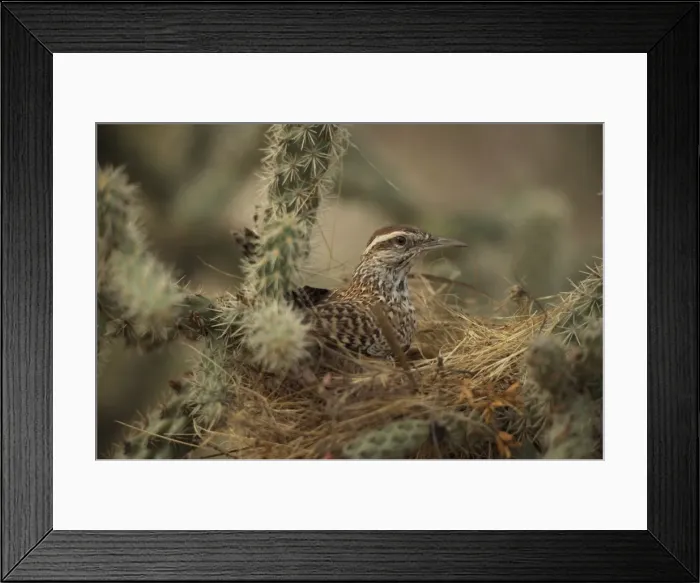Framed Print : Cactus Wren - In Cholla cactus (Opuntia spp. )-Often nests in cactus to avoid predators-Builds globular nests with sticks and grass-Largest wren-Found in open-arid brushland or desert-Feeds on insects Framed Print : Cactus Wren - In Cholla cactus (Opuntia spp. )-Often nests in cactus to avoid predators-Builds globular nests with sticks and grass-Largest wren-Found in open-arid brushland or desert-Feeds on insects