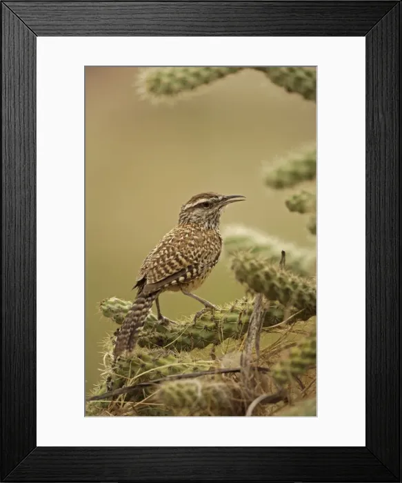 Framed Print : Cactus Wren - In Cholla cactus (Opuntia spp. )-Often nests in cactus to avoid predators-Builds globular nests with sticks and grass-Largest wren-Found in open-arid brushland or desert-Feeds on insects Framed Print : Cactus Wren - In Cholla cactus (Opuntia spp. )-Often nests in cactus to avoid predators-Builds globular nests with sticks and grass-Largest wren-Found in open-arid brushland or desert-Feeds on insects