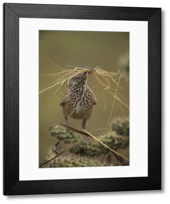 Framed Print : Cactus Wren - Gathering materials to build nest in Cholla cactus (Opuntia spp. )-Often nests in cactus to avoid predators-Builds globular nests with sticks and grass-Largest wren-Found in open-arid brushland or desert-Feeds on insects Framed Print : Cactus Wren - Gathering materials to build nest in Cholla cactus (Opuntia spp. )-Often nests in cactus to avoid predators-Builds globular nests with sticks and grass-Largest wren-Found in open-arid brushland or desert-Feeds on insects