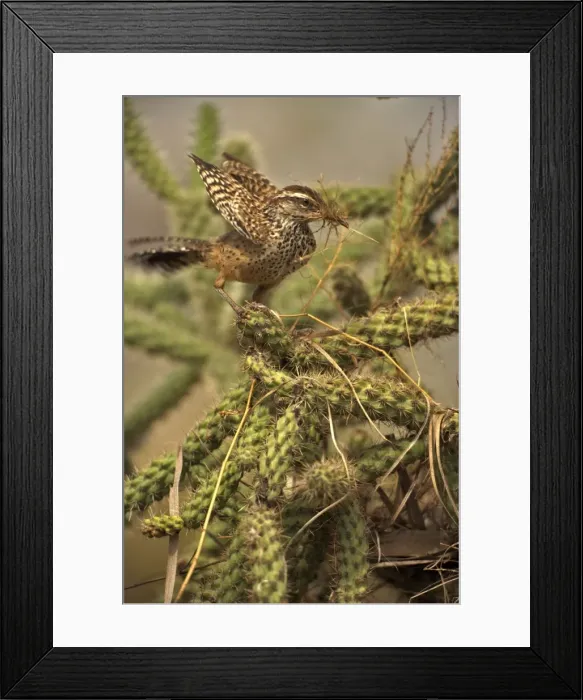 Framed Print : Cactus Wren -Gathering materials to build nest in Cholla cactus (Opuntia spp. )-Often nests in cactus to avoid predators-Builds globular nests with sticks and grass-Largest wren-Found in open-arid brushland or desert-Feeds on insects Framed Print : Cactus Wren -Gathering materials to build nest in Cholla cactus (Opuntia spp. )-Often nests in cactus to avoid predators-Builds globular nests with sticks and grass-Largest wren-Found in open-arid brushland or desert-Feeds on insects