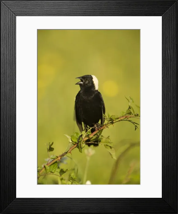 Framed Print : Bobolink - male-singing to declare territory-nest in meadows and hayfields-breeding plumage-spring male only North Americamn land bird light above and dark below-winter in South America. New York, USA Framed Print : Bobolink - male-singing to declare territory-nest in meadows and hayfields-breeding plumage-spring male only North Americamn land bird light above and dark below-winter in South America. New York, USA
