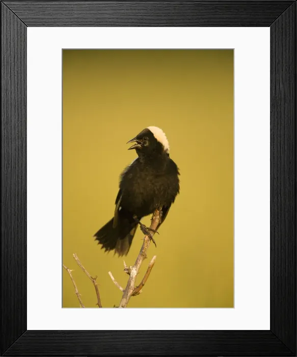 Framed Print : Bobolink - male-singing to declare territory-nest in meadows and hayfields-breeding plumage-spring male only North Americamn land bird light above and dark below-winter in South America. New York, USA Framed Print : Bobolink - male-singing to declare territory-nest in meadows and hayfields-breeding plumage-spring male only North Americamn land bird light above and dark below-winter in South America. New York, USA