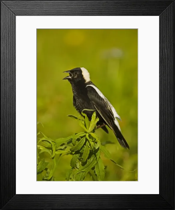 Framed Print : Bobolink - male-singing to declare territory-nest in meadows and hayfields-breeding plumage-spring male only North Americamn land bird light above and dark below-winter in South America. New York, USA Framed Print : Bobolink - male-singing to declare territory-nest in meadows and hayfields-breeding plumage-spring male only North Americamn land bird light above and dark below-winter in South America. New York, USA