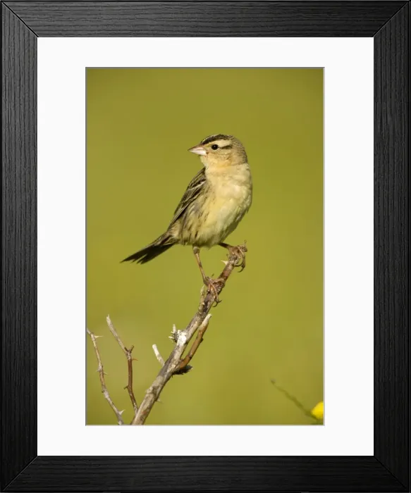 Framed Print : Bobolink - Female-nest in meadows and hayfields-breeding plumage-spring male only North Americamn land bird light above and dark below-winter in South America. New York, USA Framed Print : Bobolink - Female-nest in meadows and hayfields-breeding plumage-spring male only North Americamn land bird light above and dark below-winter in South America. New York, USA