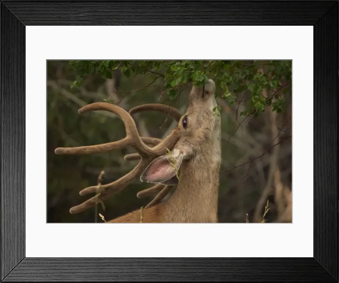 Framed Print : Mule Deer - Buck in velvet - Browsing - found throughout the entire western US including the four deserts - Are both browers and grazers. - Wyoming, USA Framed Print : Mule Deer - Buck in velvet - Browsing - found throughout the entire western US including the four deserts - Are both browers and grazers. - Wyoming, USA