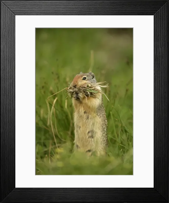 Framed Print : Columbian Ground Squirrel - Gathering grass in mouth to store in nest-Hibernates seven to eight months of the year-Eats grasses-plant stems and leaves-seeds-bulbs and tubers-insects-birds and other small vertebrates-Found in eastern Oregon Framed Print : Columbian Ground Squirrel - Gathering grass in mouth to store in nest-Hibernates seven to eight months of the year-Eats grasses-plant stems and leaves-seeds-bulbs and tubers-insects-birds and other small vertebrates-Found in eastern Oregon