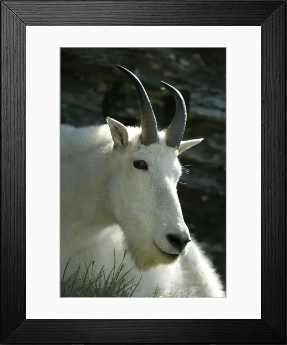 Framed Print : Mountain Goat - Adult Male -Inhabits high mountain ranges from SE Alaska through British Columbia to Washington and the Rockies of Montana and Idaho-Introduced populations in Oregon Framed Print : Mountain Goat - Adult Male -Inhabits high mountain ranges from SE Alaska through British Columbia to Washington and the Rockies of Montana and Idaho-Introduced populations in Oregon