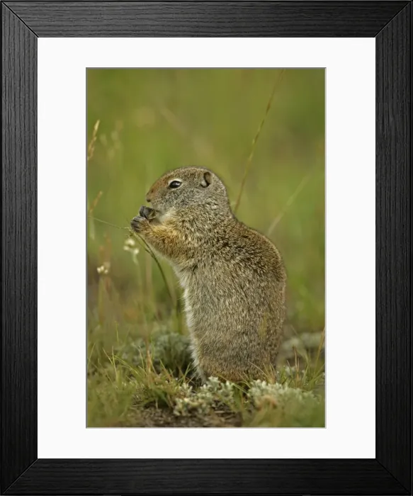 Framed Print : Uinta Ground Squirrel - Feeding - Fairly large ground squirrels found only in southwestern Montana-western Wyoming-southeastern Idaho and north central Utah - Live in sagegrass mountain meadows - burrow in soft soils preferring moist habitats with Framed Print : Uinta Ground Squirrel - Feeding - Fairly large ground squirrels found only in southwestern Montana-western Wyoming-southeastern Idaho and north central Utah - Live in sagegrass mountain meadows - burrow in soft soils preferring moist habitats with