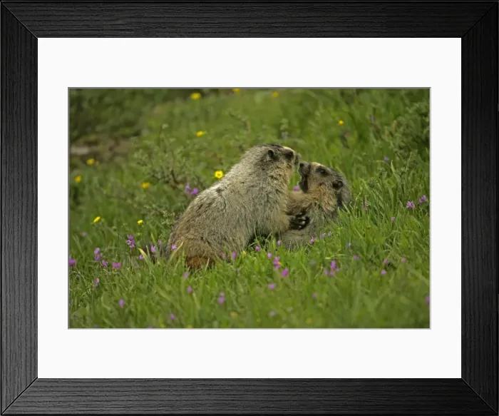 Framed Print : Hoary Marmots Wrestling - Found in Alaska south to Washington-northern Oregon and most of Montana and parts of Idaho - Lives on rocky mountain slopes and hillsides and in alpine meadows - Eats a variety of grasses-green plants Framed Print : Hoary Marmots Wrestling - Found in Alaska south to Washington-northern Oregon and most of Montana and parts of Idaho - Lives on rocky mountain slopes and hillsides and in alpine meadows - Eats a variety of grasses-green plants