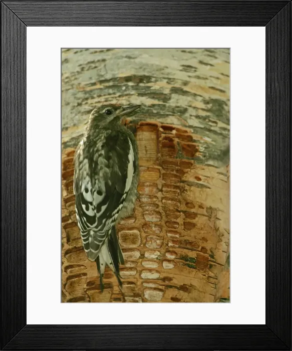 Framed Print : Red-naped Sapsucker -Juvenile perched on tree trunk where rows of shallow holes have been drilled in the tree bark over a period of years-Sapsuckers return to drlled holes to drink sap and eat insects-A variety of woodpecker. -Montana, USA Framed Print : Red-naped Sapsucker -Juvenile perched on tree trunk where rows of shallow holes have been drilled in the tree bark over a period of years-Sapsuckers return to drlled holes to drink sap and eat insects-A variety of woodpecker. -Montana, USA