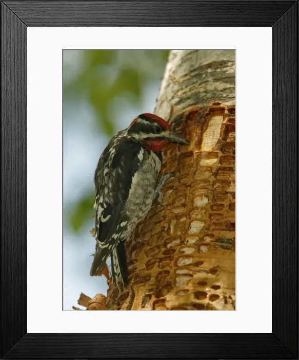 Framed Print : Red-naped Sapsucker - Perched on tree trunk where rows of shallow holes have been drilled in the tree bark over a period of years-Sapsuckers return to drlled holes to drink sap and eat insects-A variety of woodpecker. Montana, USA Framed Print : Red-naped Sapsucker - Perched on tree trunk where rows of shallow holes have been drilled in the tree bark over a period of years-Sapsuckers return to drlled holes to drink sap and eat insects-A variety of woodpecker. Montana, USA