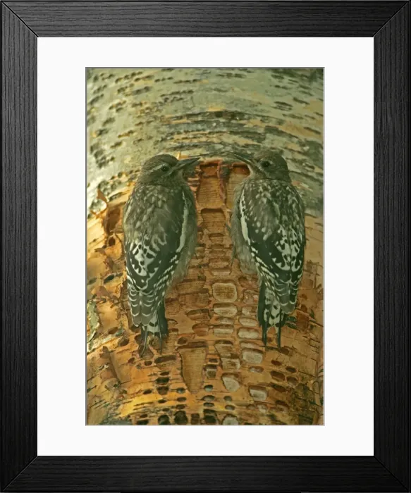 Framed Print : Red-naped Sapsucker -Juveniles perched on tree trunk where rows of shallow holes have been drilled in the tree bark over a period of years-Sapsuckers return to drlled holes to drink sap and eat insects-A variety of woodpecker. -Montana, USA Framed Print : Red-naped Sapsucker -Juveniles perched on tree trunk where rows of shallow holes have been drilled in the tree bark over a period of years-Sapsuckers return to drlled holes to drink sap and eat insects-A variety of woodpecker. -Montana, USA