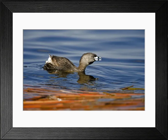 Framed Print : Pied-billed Grebe -Callling -New York, USA -Common in shallow fresh water-Rare in salt water-A small solitary stocky grebe with a high bill-Rarely flies-Escapes by diving or slowly sinking below the surface-Nests around marshy ponds Framed Print : Pied-billed Grebe -Callling -New York, USA -Common in shallow fresh water-Rare in salt water-A small solitary stocky grebe with a high bill-Rarely flies-Escapes by diving or slowly sinking below the surface-Nests around marshy ponds