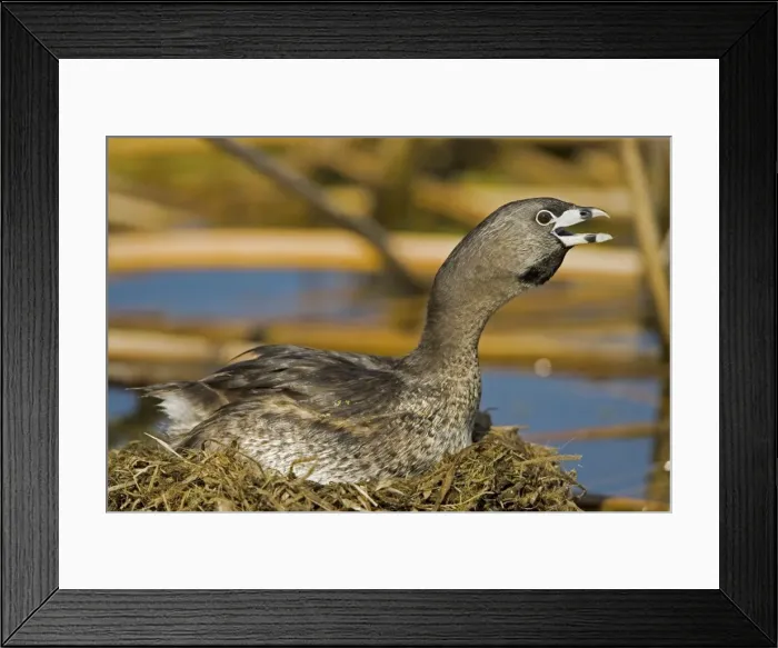 Framed Print : Pied-billed Grebe-Calling-Nesting-New York, USA-Common in shallow fresh water-Rare in salt water-A small solitary stocky grebe with a high bill-Rarely flies-Escapes by diving or slowly sinking below the surface-Nests around marshy ponds Framed Print : Pied-billed Grebe-Calling-Nesting-New York, USA-Common in shallow fresh water-Rare in salt water-A small solitary stocky grebe with a high bill-Rarely flies-Escapes by diving or slowly sinking below the surface-Nests around marshy ponds