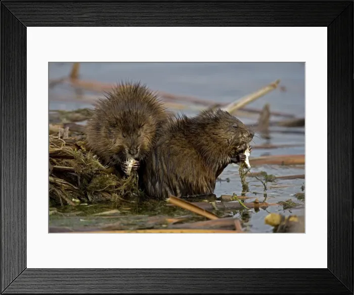 Framed Print : Muskrat(s) - Two together by water, eating - New York, USA - Chiefly aquatic - Lives in marshes-edges of ponds-lakes and streams - Moves overland especially in autumn - Feeds on aquatic vegetation-also clams-frogs Framed Print : Muskrat(s) - Two together by water, eating - New York, USA - Chiefly aquatic - Lives in marshes-edges of ponds-lakes and streams - Moves overland especially in autumn - Feeds on aquatic vegetation-also clams-frogs