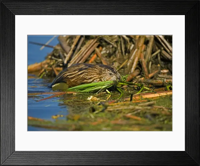 Framed Print : Muskrat(s) - By water carrying nesting material in mouth, New York - Chiefly aquatic - Lives in marshes-edges of ponds-lakes and streams - Moves overland especially in autumn - Feeds on aquatic vegetation-also clams-frogs Framed Print : Muskrat(s) - By water carrying nesting material in mouth, New York - Chiefly aquatic - Lives in marshes-edges of ponds-lakes and streams - Moves overland especially in autumn - Feeds on aquatic vegetation-also clams-frogs