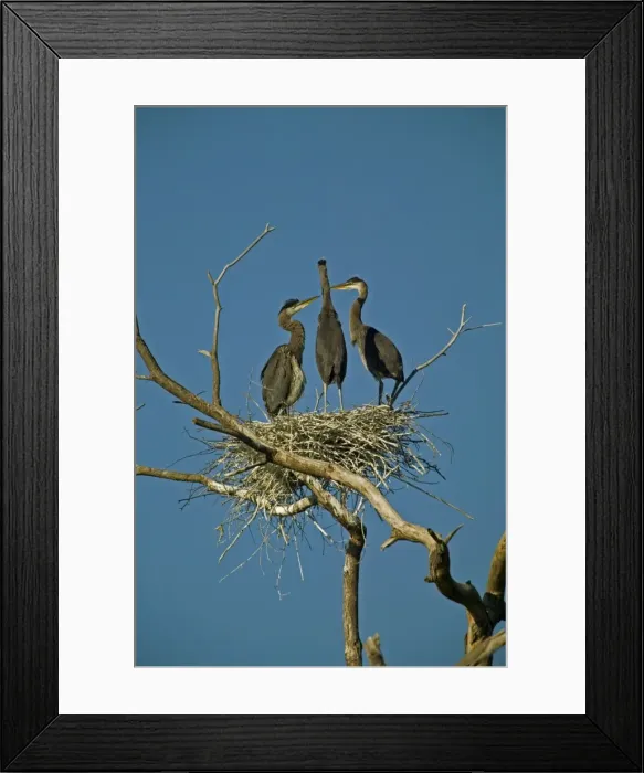 Framed Print : Great Blue Heron - At rookery - Widespread in North America - Largest North American heron - Wades slowly in quiet waters hunting fish and other animals - Often vocalizes while flying. New York, USA Framed Print : Great Blue Heron - At rookery - Widespread in North America - Largest North American heron - Wades slowly in quiet waters hunting fish and other animals - Often vocalizes while flying. New York, USA