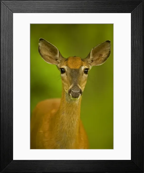 Framed Print : White-tailed Deer - Doe - Found over much of the U. S. -southern Canada and Mexico and introduced elsewhere in the world - Lives in forests-swamps and open brushy areas nearby - A browser-eats twigs-shrubs-fungi-acorns and grass Framed Print : White-tailed Deer - Doe - Found over much of the U. S. -southern Canada and Mexico and introduced elsewhere in the world - Lives in forests-swamps and open brushy areas nearby - A browser-eats twigs-shrubs-fungi-acorns and grass