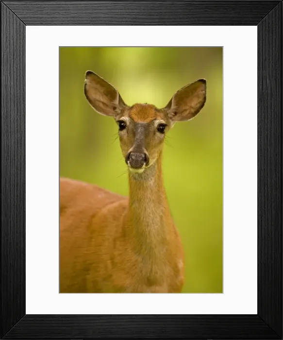 Framed Print : White-tailed Deer - Doe - Found over much of the U. S. -southern Canada and Mexico and introduced elsewhere in the world - Lives in forests-swamps and open brushy areas nearby - A browser-eats twigs-shrubs-fungi-acorns and grass Framed Print : White-tailed Deer - Doe - Found over much of the U. S. -southern Canada and Mexico and introduced elsewhere in the world - Lives in forests-swamps and open brushy areas nearby - A browser-eats twigs-shrubs-fungi-acorns and grass