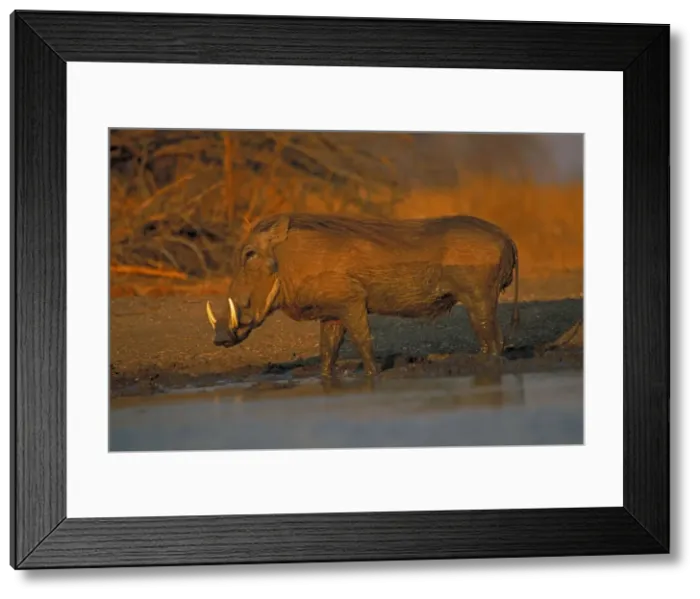 Framed Print : Common Warthog - By water pool - Lives in open and arid areas in central and southern Africa - In spite of great tolerance of heat and drought they depend upon natural and self-dug shelters to escape extremes of heat and cold Framed Print : Common Warthog - By water pool - Lives in open and arid areas in central and southern Africa - In spite of great tolerance of heat and drought they depend upon natural and self-dug shelters to escape extremes of heat and cold