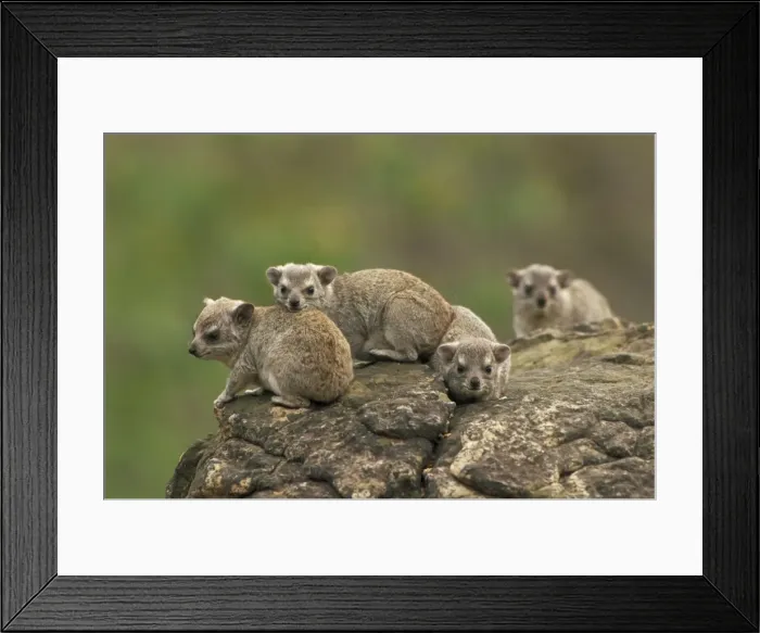 Framed Print : Yellow-spotted Hyraxes - Group together on rock ledge. Distributed in eastern half of Africa - Lives in wooded localities on riverbands-escarpments and rock outcrops - Normally shelters in rocks but may resort to trees-termitaries or old burrows