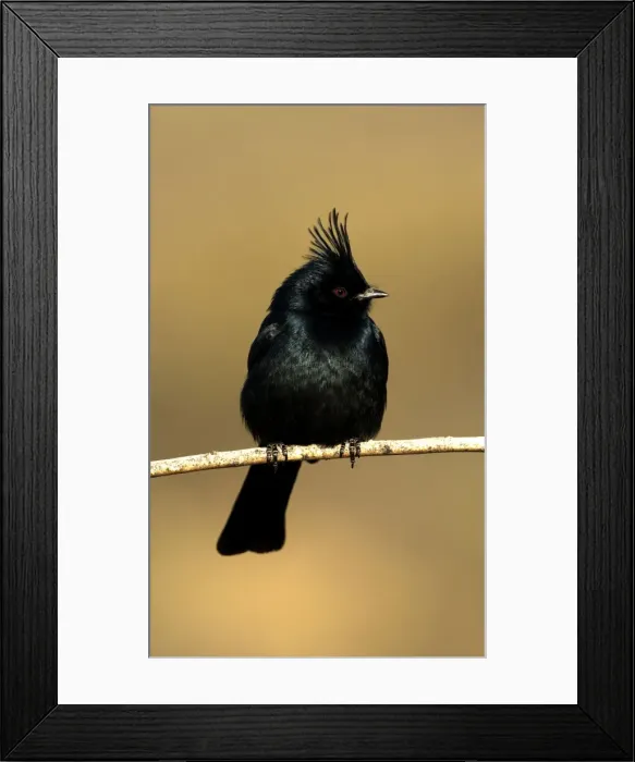 Framed Print : Phainopepla - Male - Arizona - Sonoran desert - Common in arid scrub - Feeds largely on mistletoe berries in winter - Feeds largely on insects in warmer months - The northernmost representative of tropical birds that feed on mistletoe - Found over