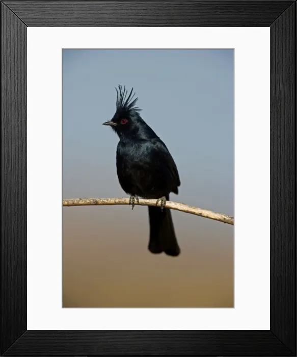 Framed Print : Phainopepla - Male - Arizona - Sonoran desert - Common in arid scrub - Feeds largely on mistletoe berries in winter - Feeds largely on insects in warmer months - The northernmost representative of tropical birds that feed on mistletoe - Found over Framed Print : Phainopepla - Male - Arizona - Sonoran desert - Common in arid scrub - Feeds largely on mistletoe berries in winter - Feeds largely on insects in warmer months - The northernmost representative of tropical birds that feed on mistletoe - Found over