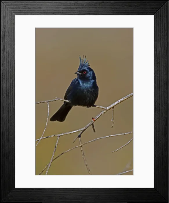 Framed Print : Phainopepla - Male - Arizona - Sonoran desert - Common in arid scrub - Feeds largely on mistletoe berries in winter - Feeds largely on insects in warmer months - The northernmost representative of tropical birds that feed on mistletoe - Found over Framed Print : Phainopepla - Male - Arizona - Sonoran desert - Common in arid scrub - Feeds largely on mistletoe berries in winter - Feeds largely on insects in warmer months - The northernmost representative of tropical birds that feed on mistletoe - Found over