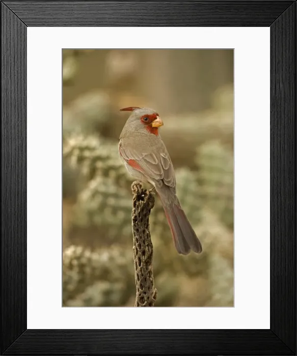 Framed Print : Pyrrhuloxia - Arizona, USA - Male - Rose-colored breast and crest suggest a Cardinal but the gray back and yellow bill set it apart - Range is southwest U. S. to central Mexico - Habitat is mesquite-thorn scrub and deserts Framed Print : Pyrrhuloxia - Arizona, USA - Male - Rose-colored breast and crest suggest a Cardinal but the gray back and yellow bill set it apart - Range is southwest U. S. to central Mexico - Habitat is mesquite-thorn scrub and deserts