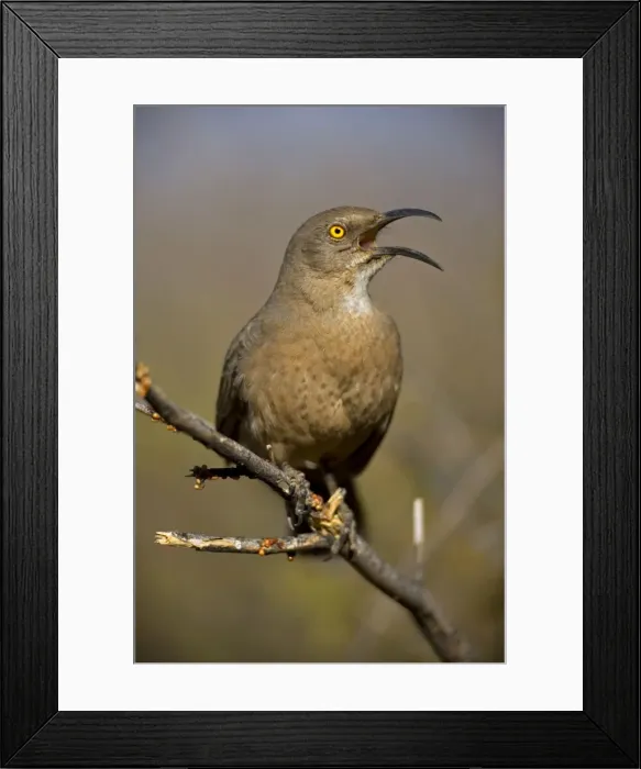 Framed Print : Curve-billed Thrasher - With beak open. The most common desert thrasher - Resident southwest U.s to southern Mexico - Excellent songster - Eats insects and fruits. Arizona, USA Framed Print : Curve-billed Thrasher - With beak open. The most common desert thrasher - Resident southwest U.s to southern Mexico - Excellent songster - Eats insects and fruits. Arizona, USA