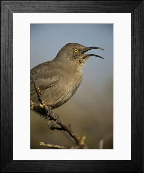 Framed Print : Curve-billed Thrasher - With beak open - The most common desert thrasher - Resident southwest U.s to southern Mexico - Excellent songster - Eats insects and fruits. Arizona, USA Framed Print : Curve-billed Thrasher - With beak open - The most common desert thrasher - Resident southwest U.s to southern Mexico - Excellent songster - Eats insects and fruits. Arizona, USA