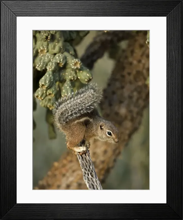Framed Print : Harris / Yuma Antelope Squirrel - Found in southwestern Arizona and northwestern Mexico - Lives in low arid desert with sparse vegetation. Arizona, USA Framed Print : Harris / Yuma Antelope Squirrel - Found in southwestern Arizona and northwestern Mexico - Lives in low arid desert with sparse vegetation. Arizona, USA