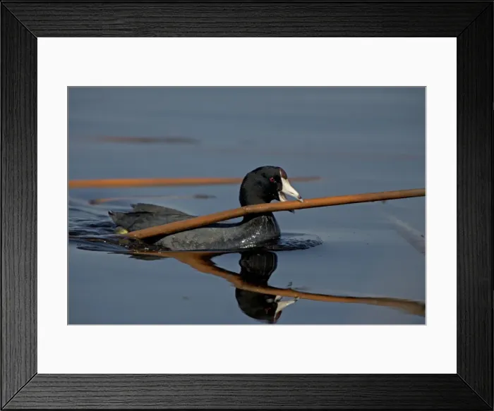 Framed Print : American Coot - Carrying material in mouth to construct nest. New York, USA Framed Print : American Coot - Carrying material in mouth to construct nest. New York, USA