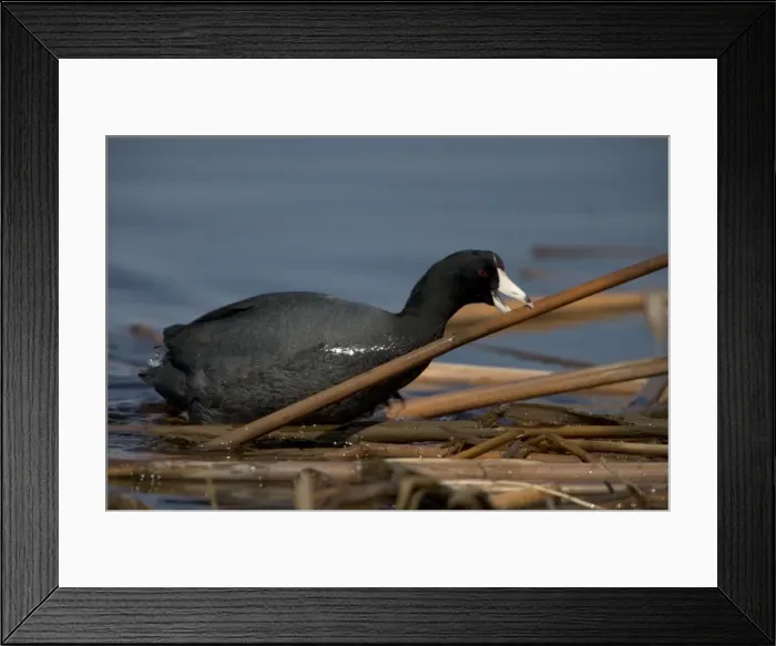Framed Print : American Coot - Carrying material to construct nest - In nesting season found on fresh water and in winter on both fresh and salt-Dark plumage contrasts with the stubby white bill Framed Print : American Coot - Carrying material to construct nest - In nesting season found on fresh water and in winter on both fresh and salt-Dark plumage contrasts with the stubby white bill