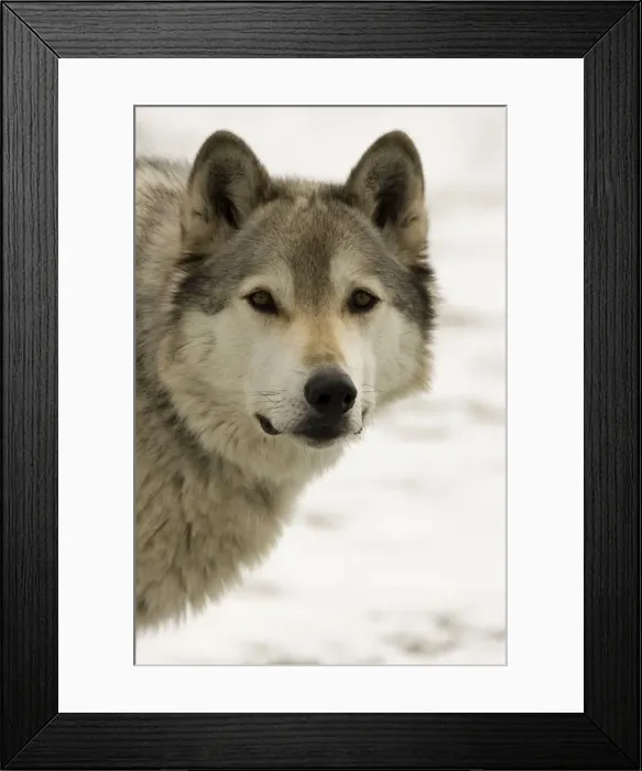 Framed Print : Grey  /  Timber Wolf - Male in snow. Originally found throughout most of North America except western California and the Southeast-loss of habitat and persecution have caused a drastic decline in their numbers