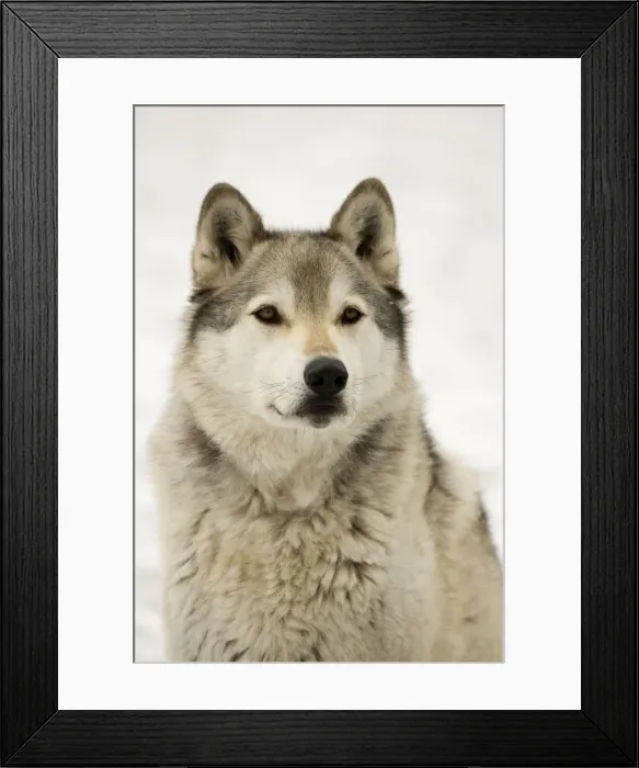 Framed Print : Grey / Timber Wolf - Male in snow - Originally found throughout most of North America except western California and the Southeast-loss of habitat and persecution have caused a drastic decline in their numbers Framed Print : Grey / Timber Wolf - Male in snow - Originally found throughout most of North America except western California and the Southeast-loss of habitat and persecution have caused a drastic decline in their numbers