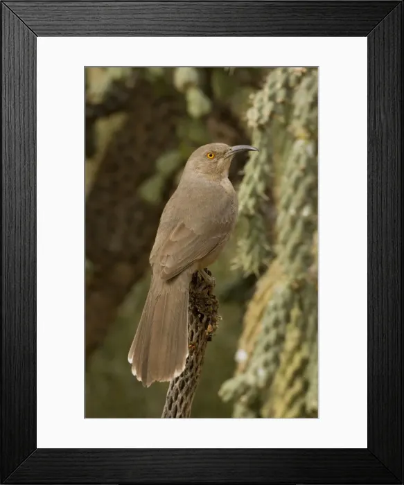 Framed Print : Curve-billed Thrasher - The most common desert thrasher - Resident southwest U.s to southern Mexico - Excellent songster - Eats insects and fruits. Arizona, USA Framed Print : Curve-billed Thrasher - The most common desert thrasher - Resident southwest U.s to southern Mexico - Excellent songster - Eats insects and fruits. Arizona, USA