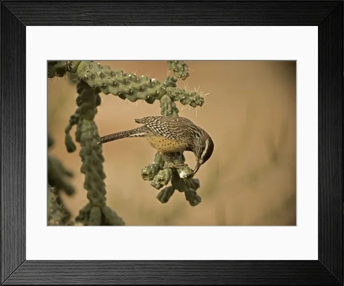 Framed Print : Cactus Wren - In Cholla cactus (Opuntia spp. )-Often nests in cactus to avoid predators-Builds globular nests with sticks and grass-Largest wren-Found in open-arid brushland or desert-Feeds on insects Framed Print : Cactus Wren - In Cholla cactus (Opuntia spp. )-Often nests in cactus to avoid predators-Builds globular nests with sticks and grass-Largest wren-Found in open-arid brushland or desert-Feeds on insects