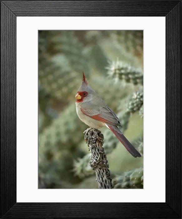 Framed Print : Pyrrhuloxia - Male - Rose-colored breast and crest suggest a Cardinal but the grey back and yellow bill set it apart - Range is southwest U. S. to central Mexico - Habitat is mesquite-thorn scrub and deserts. Arizona, USA Framed Print : Pyrrhuloxia - Male - Rose-colored breast and crest suggest a Cardinal but the grey back and yellow bill set it apart - Range is southwest U. S. to central Mexico - Habitat is mesquite-thorn scrub and deserts. Arizona, USA