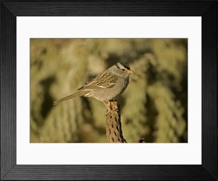 Framed Print : White-crowned Sparrow - Abundant in the West in thickets hedgerows or wood margins adjacent to fields or open areas - Mostly eats seeds. Arizona, USA