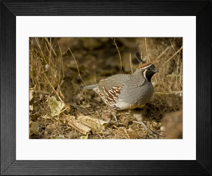 Framed Print : Gambel's Quail - Replaces the California Quail in the desert and similar to that bird - On the western edge of the Mojave and Colorado deserts where ranges of California Framed Print : Gambel's Quail - Replaces the California Quail in the desert and similar to that bird - On the western edge of the Mojave and Colorado deserts where ranges of California