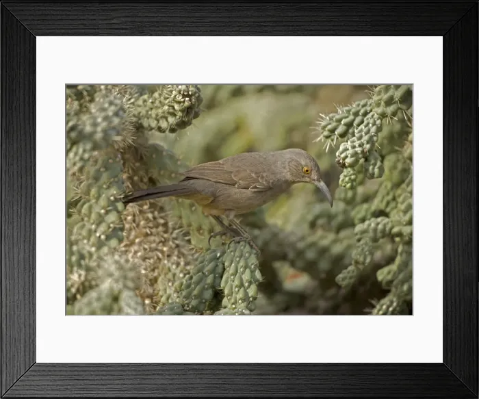 Framed Print : Curve-billed Thrasher - The most common desert thrasher - Resident southwest U.s to southern Mexico - Excellent songster - East insects and fruits. - Arizona, USA Framed Print : Curve-billed Thrasher - The most common desert thrasher - Resident southwest U.s to southern Mexico - Excellent songster - East insects and fruits. - Arizona, USA