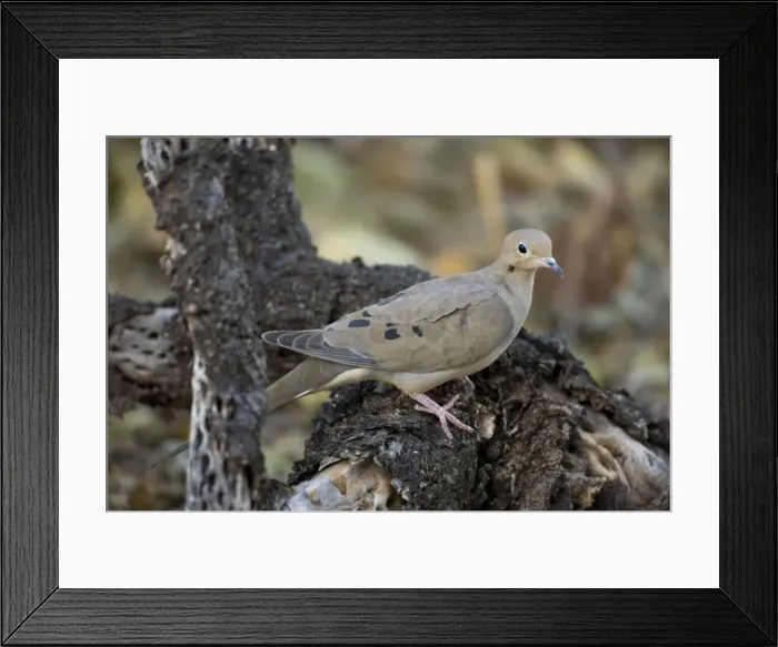 Framed Print : Mourning Dove - On nest in Saguaro Cactus - The common wild dove - Eats seed-waste grain - fruits-insects - Plump fast-flying birds with small heads and low-cooing voices - Nods their heads as they walk. Arizona, USA Framed Print : Mourning Dove - On nest in Saguaro Cactus - The common wild dove - Eats seed-waste grain - fruits-insects - Plump fast-flying birds with small heads and low-cooing voices - Nods their heads as they walk. Arizona, USA